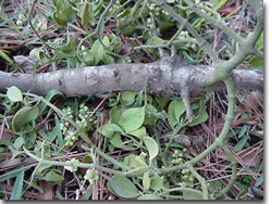 T3 - Mistletoe 06 T3 - Mistletoe 06